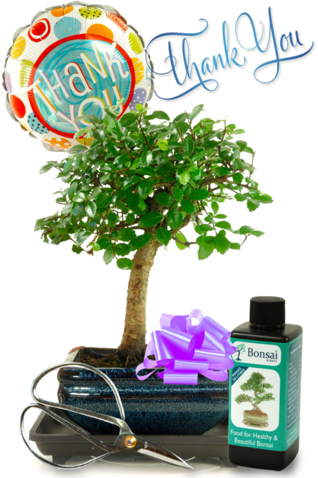 Thank You Bonsai Gift Set