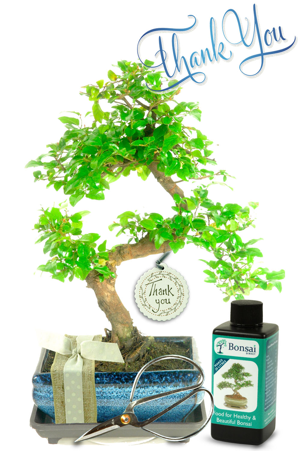 Thank You Bonsai Tree Gift