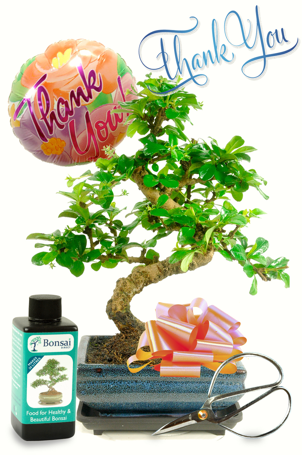 Thank You Flowering Bonsai Kit