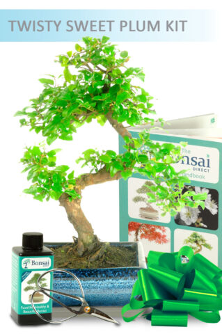 Twisty Sweet Plum Bonsai Kit in a Blue Pot
