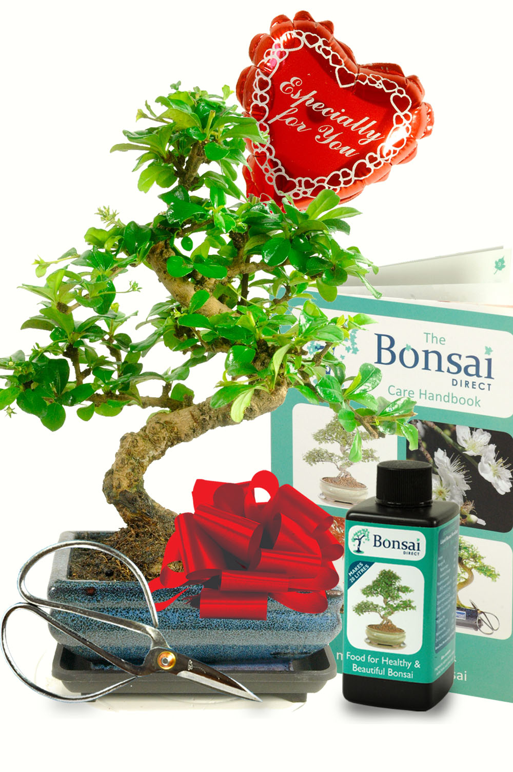 Outstanding Valentines bonsai kit for sale from Bonsai Direct