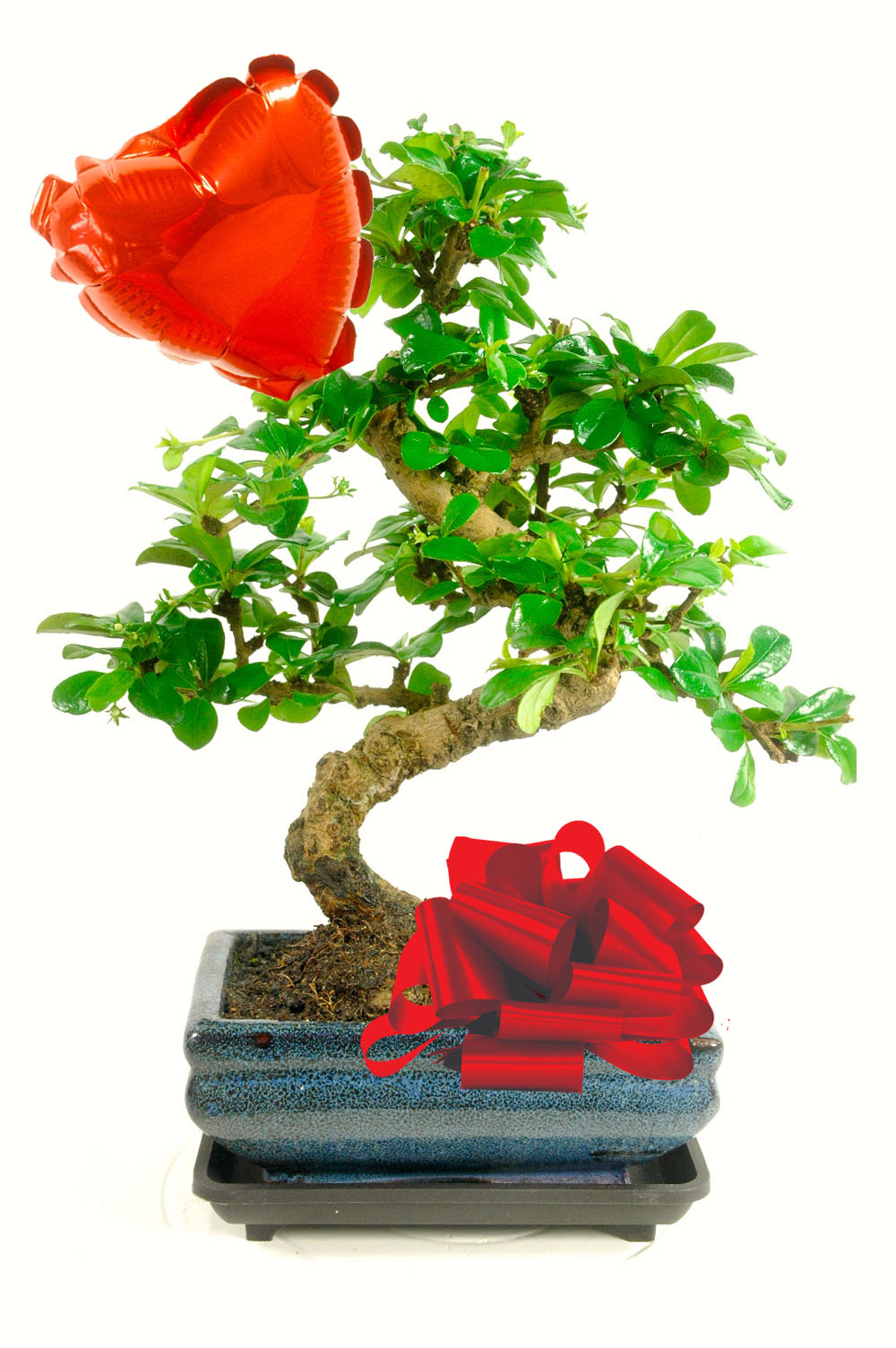 Carmona microphylla valentines day gift