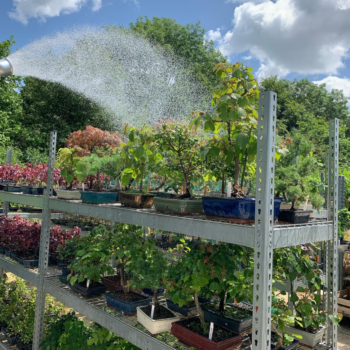 Watering bonsai trees | Bonsai Tree Care