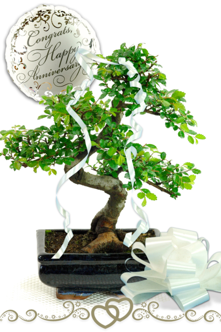 Wedding Anniversary Gift ~ Chinese Elm Bonsai (ANNI1)