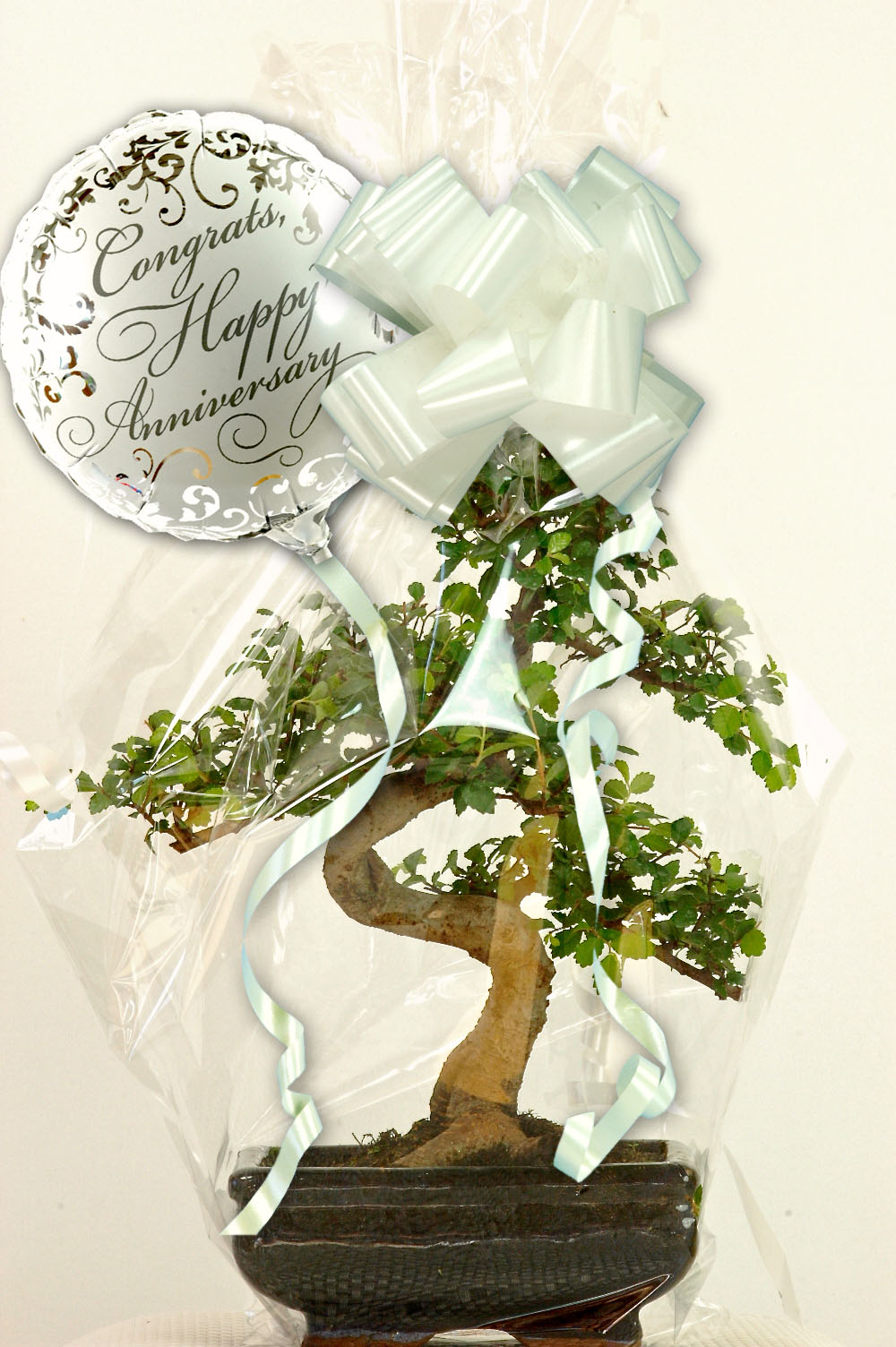 Wedding Anniversary Gift ~ Chinese Elm Bonsai (ANNI1)