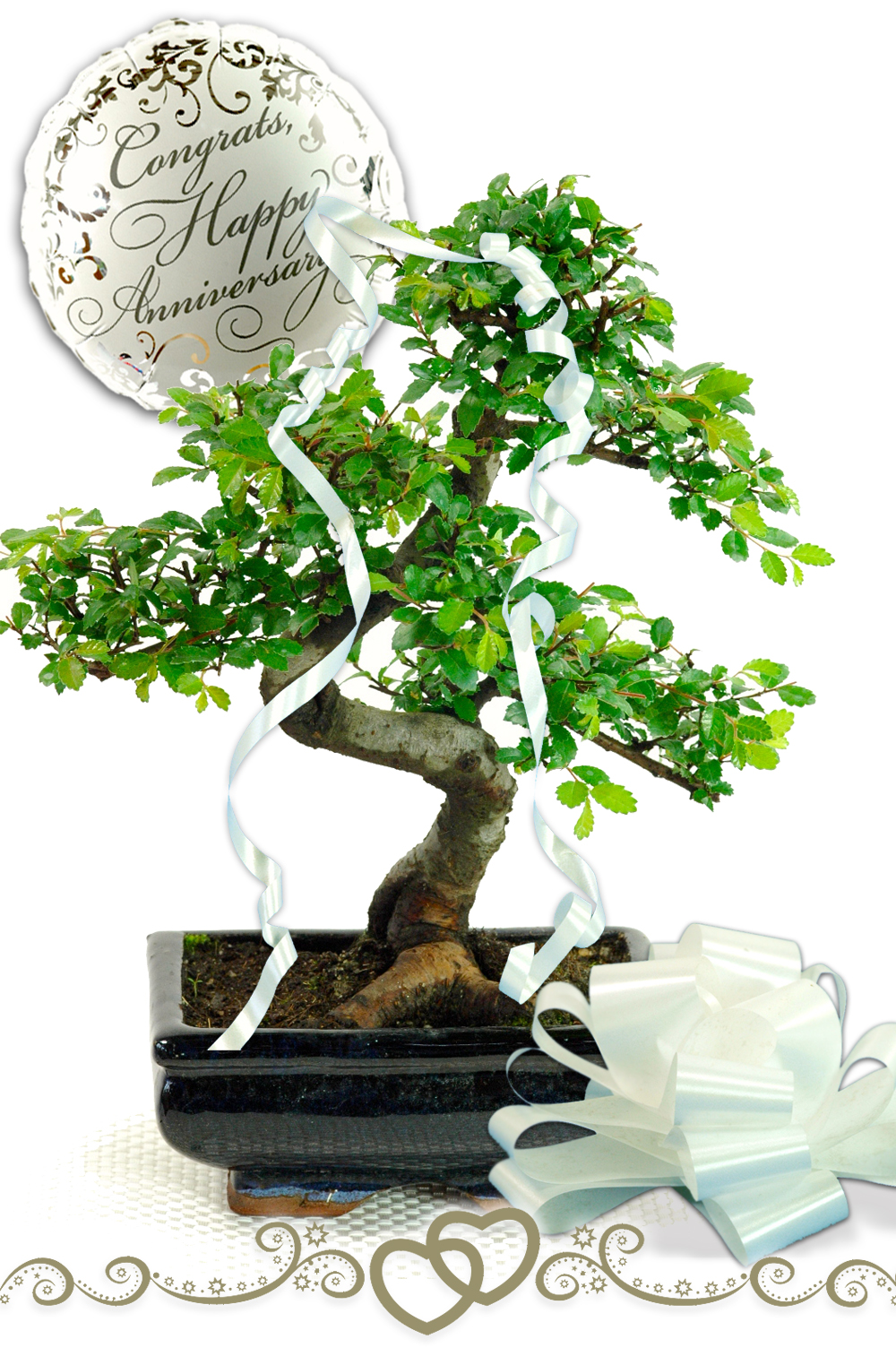Wedding Anniversary Gift ~ Chinese Elm Bonsai (ANNI1)