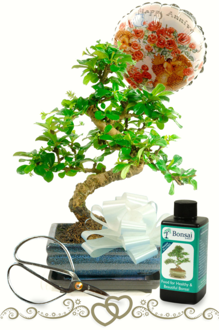 Woodland Wedding Anniversary Bonsai Gift