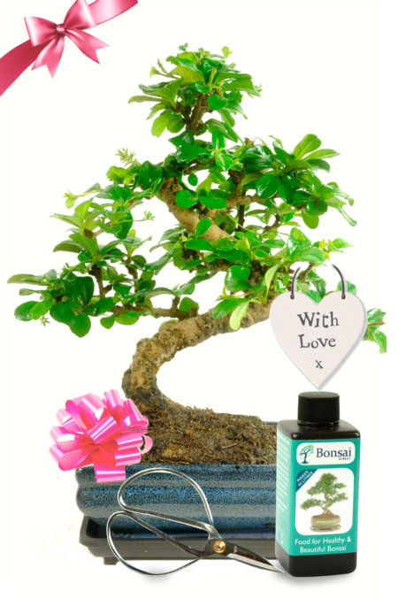 Sensational with love bonsai flowering gift for sale