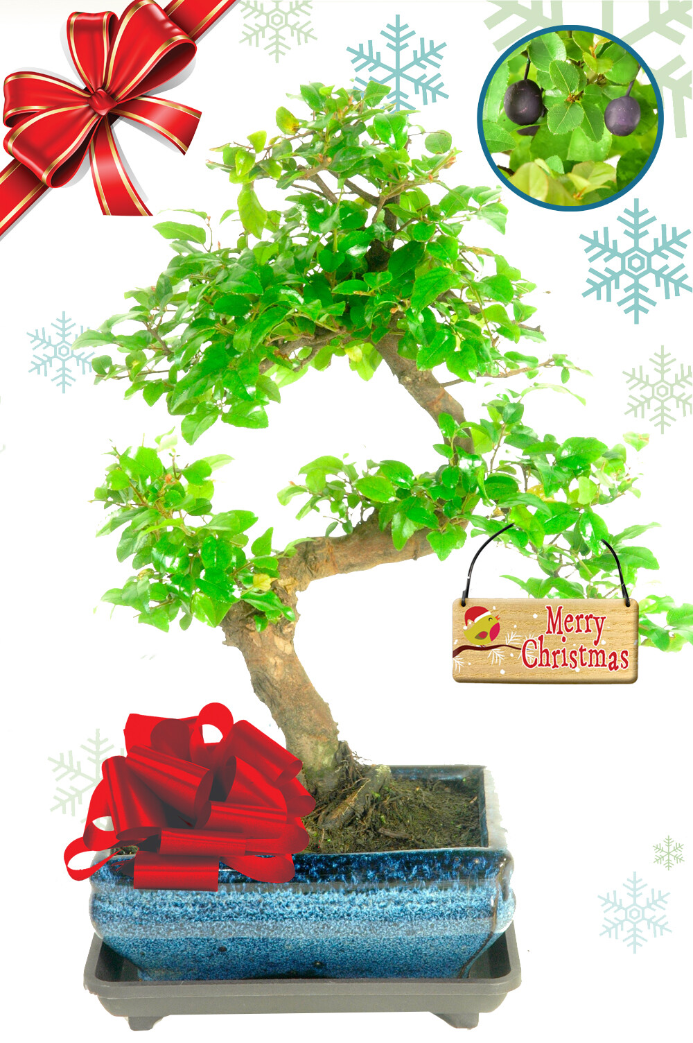 Fabulous Fruiting Christmas Best Buy Bonsai - Highly recommended