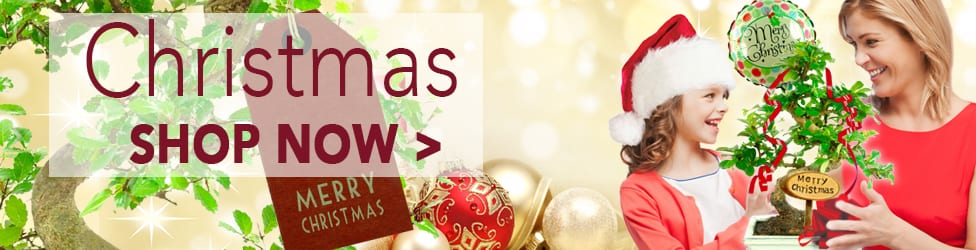 Beautiful indoor bonsai trees for christmas gifts