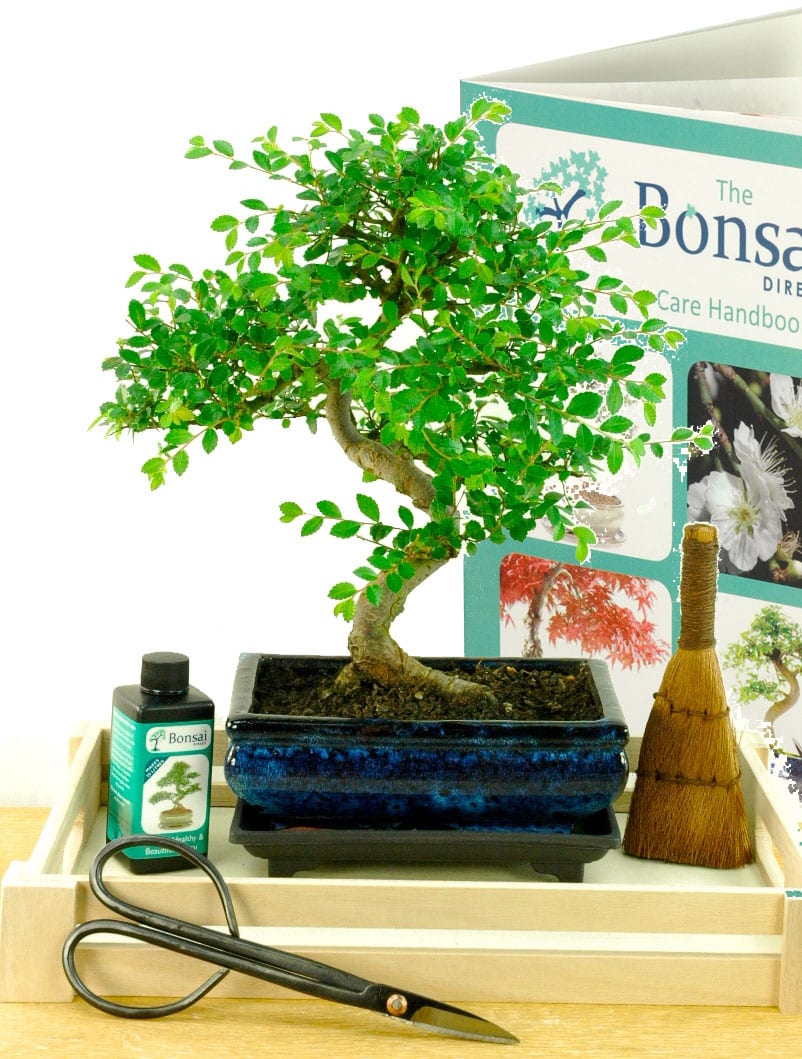 Creative & comprehensive Chinese Elm beginners kit for bonsai
