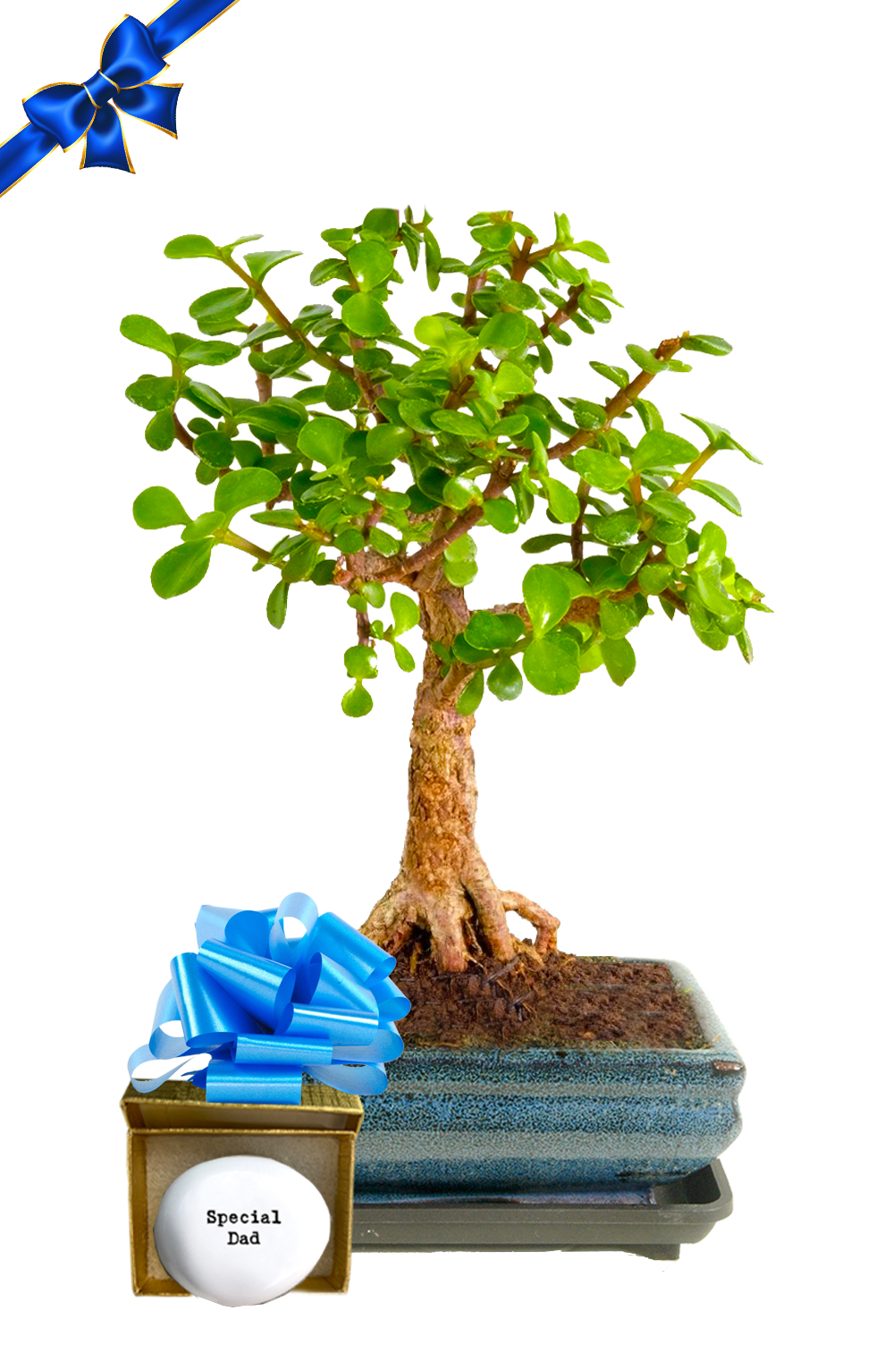 Show Your Dad How Special He Is - Jade Bonsai Tree Gift | Minimal Watering!
