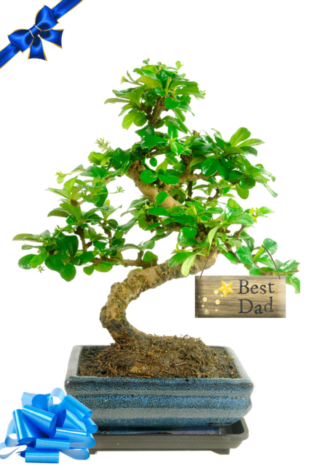 Best Dad Oriental Fukien Tea Tree Flowering Indoor Bonsai