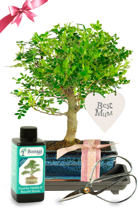Unique gift for mum. Best mum bonsai tree gift