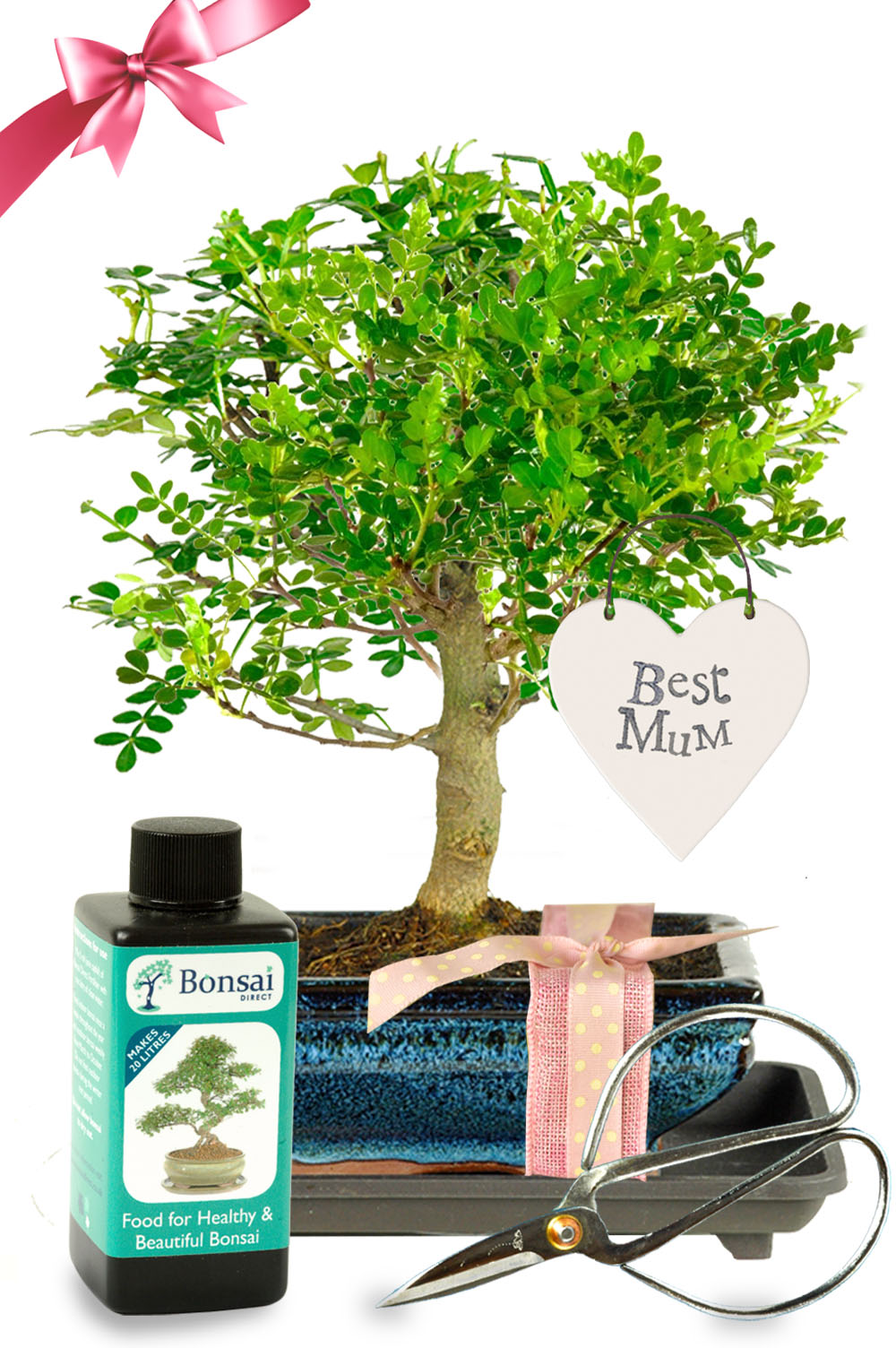 Unique gift for mum. Best mum bonsai tree gift