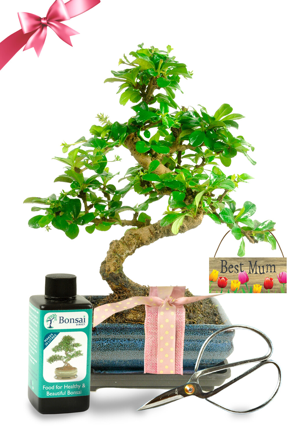 Special Mum Bonsai Gift - Large | Gift Wrapped