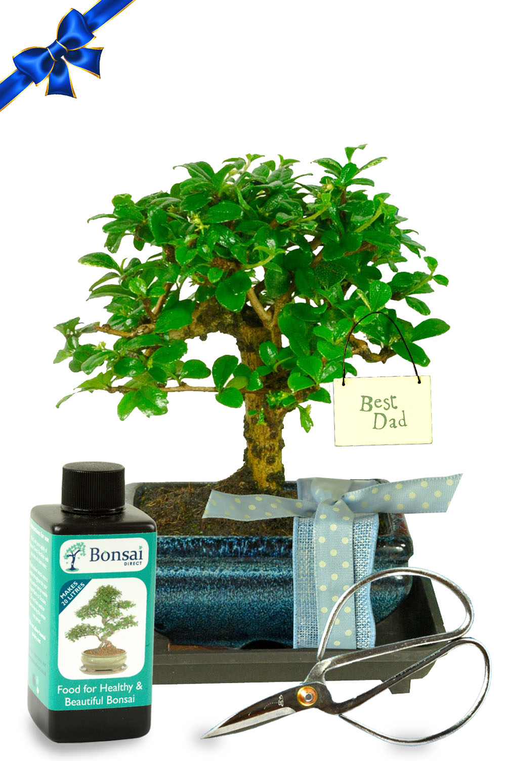 Baby Orchard Style Special Dad Bonsai Gift