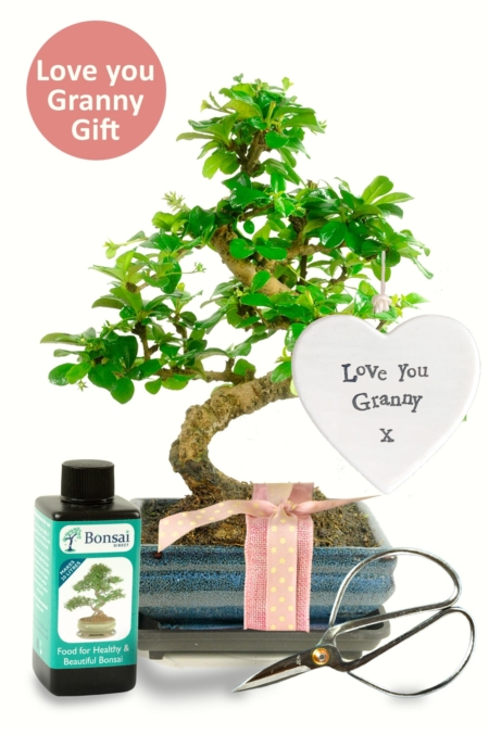 Love you Granny bonsai gift for sale