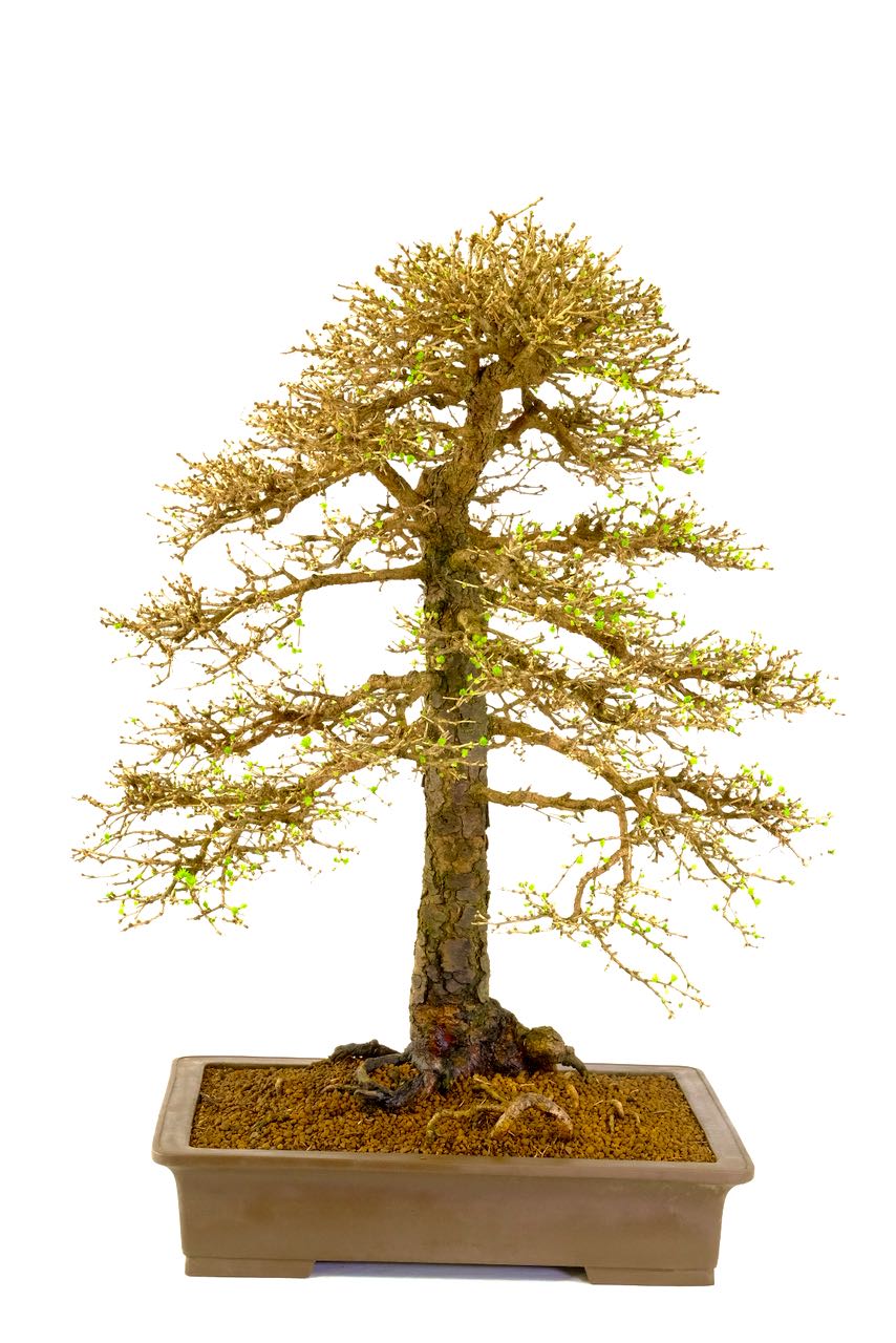 You can truly appreciate its design in the deciduous state