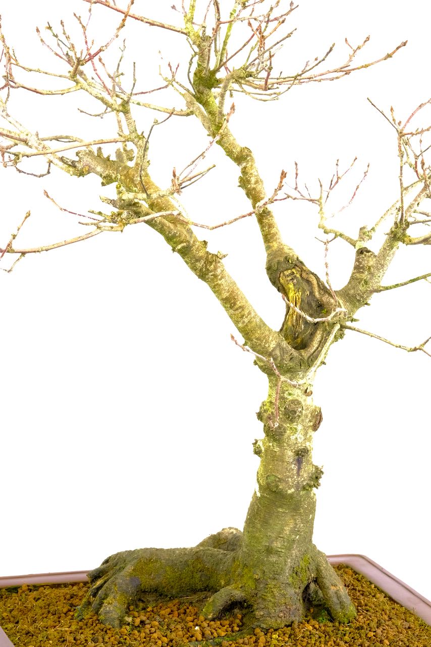 You can truly appreciate its design in the deciduous state