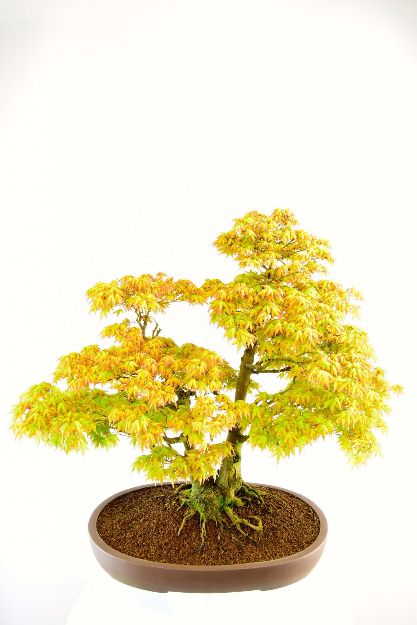 beautiful outdoor bonsai