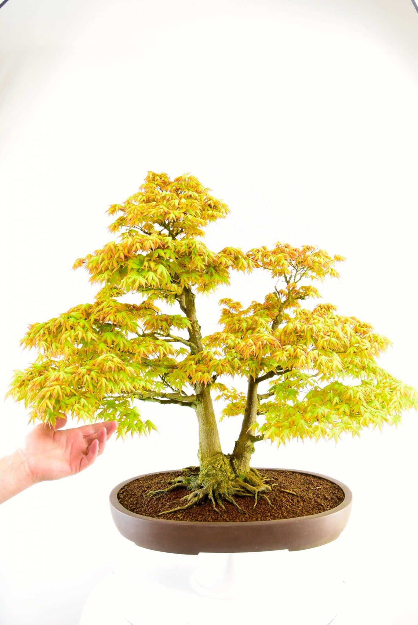 top quality specimen Japanese Acer