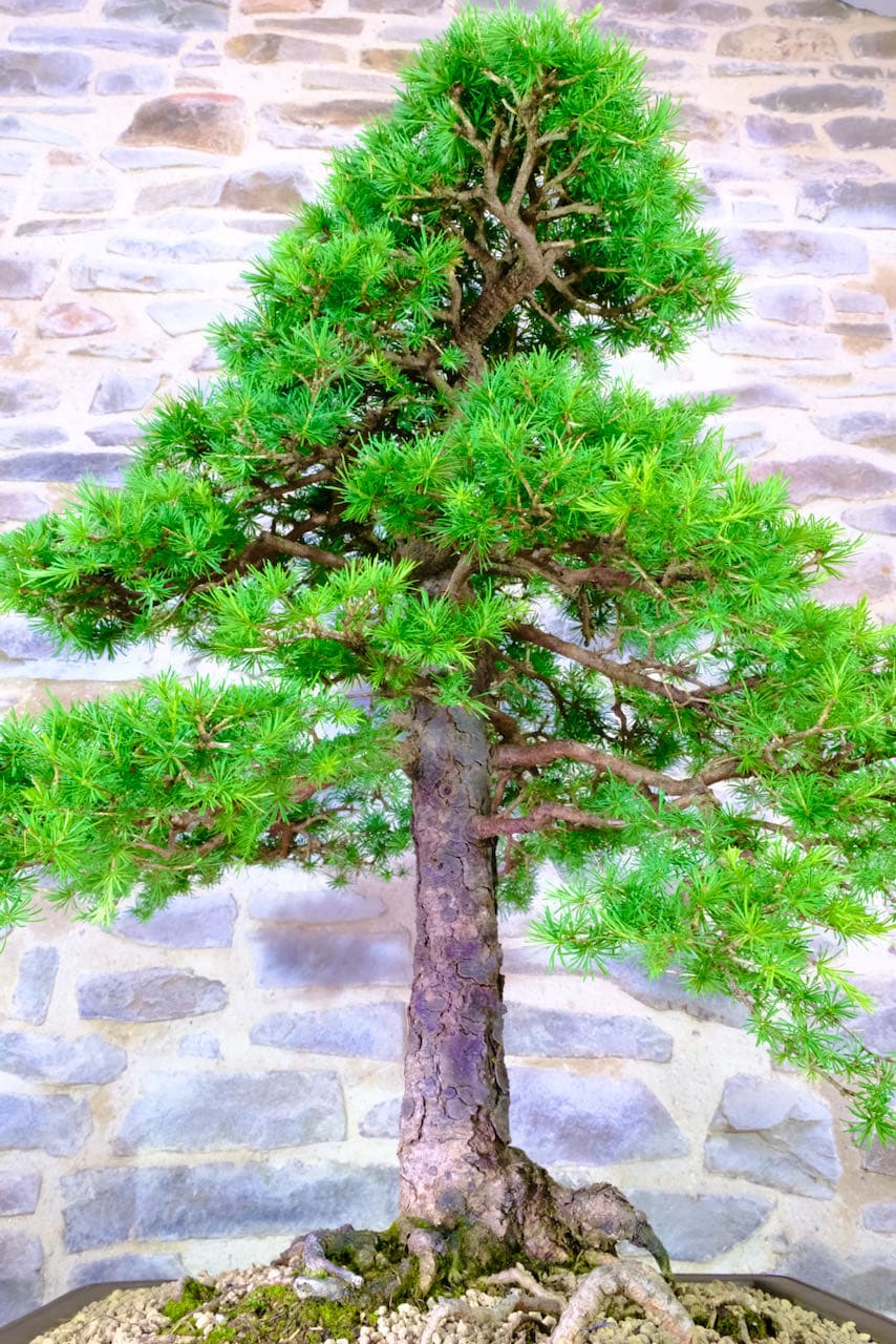 The most amazing Larch outdoor specimen bonsai
