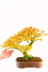 Katsura maple bonsai for sale