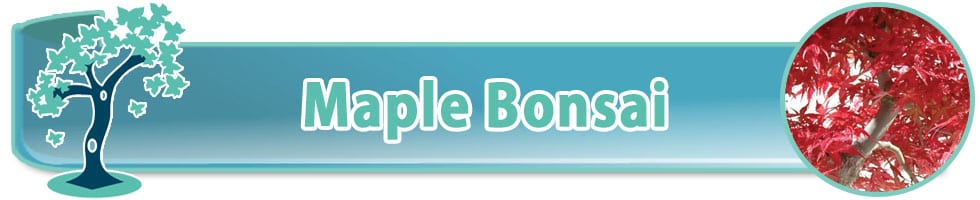 Japanese Maples as bonsai