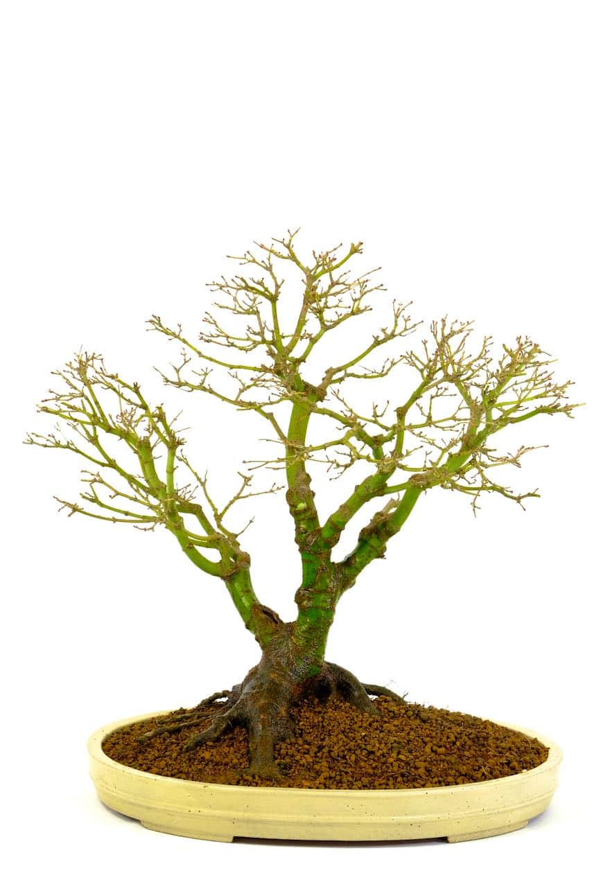 Deciduous state, fantastic branch structure