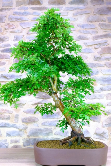 Very special huge Hawthorn hardy bonsai for sale - 37 years old