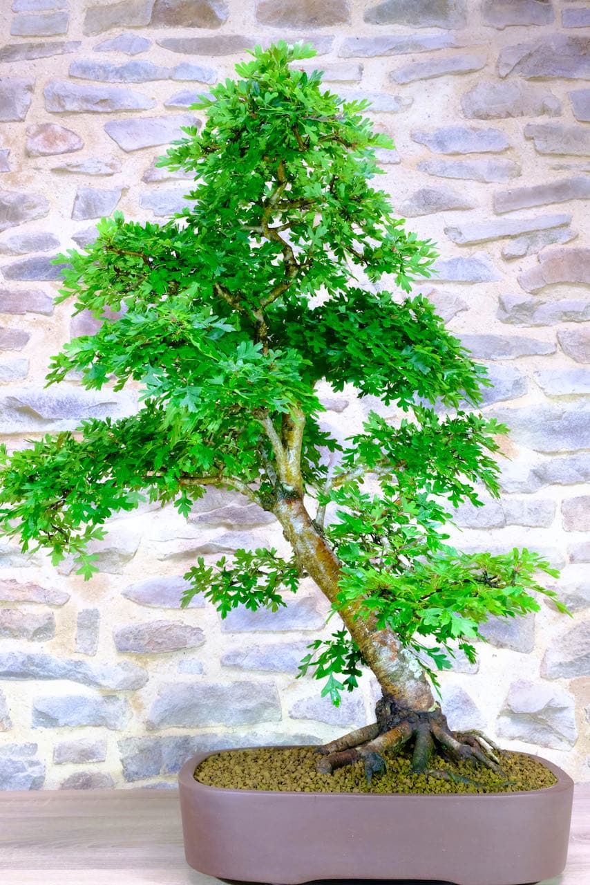 Very special huge Hawthorn hardy bonsai for sale - 37 years old