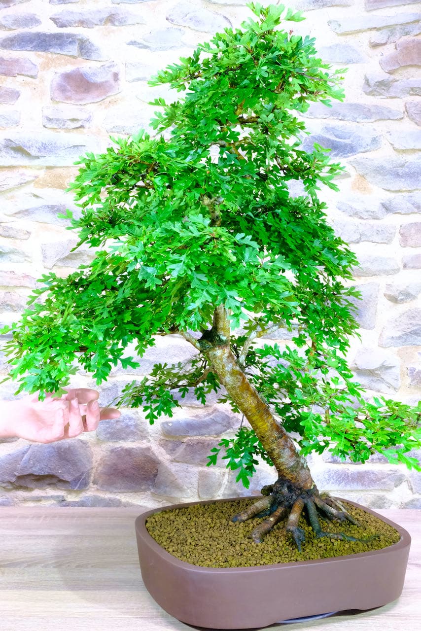 Excellent 37 year old bonsai tree for sale