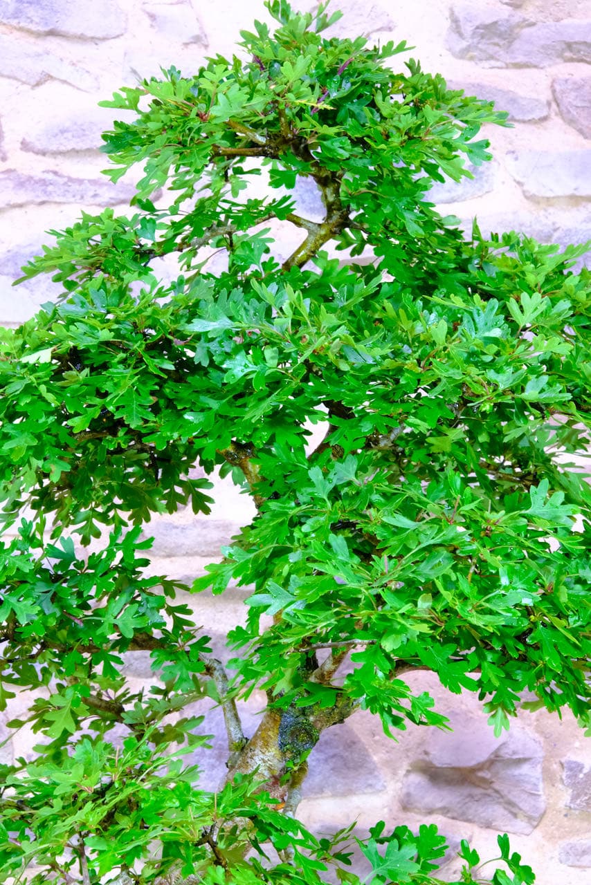 Lovely shaped leaves