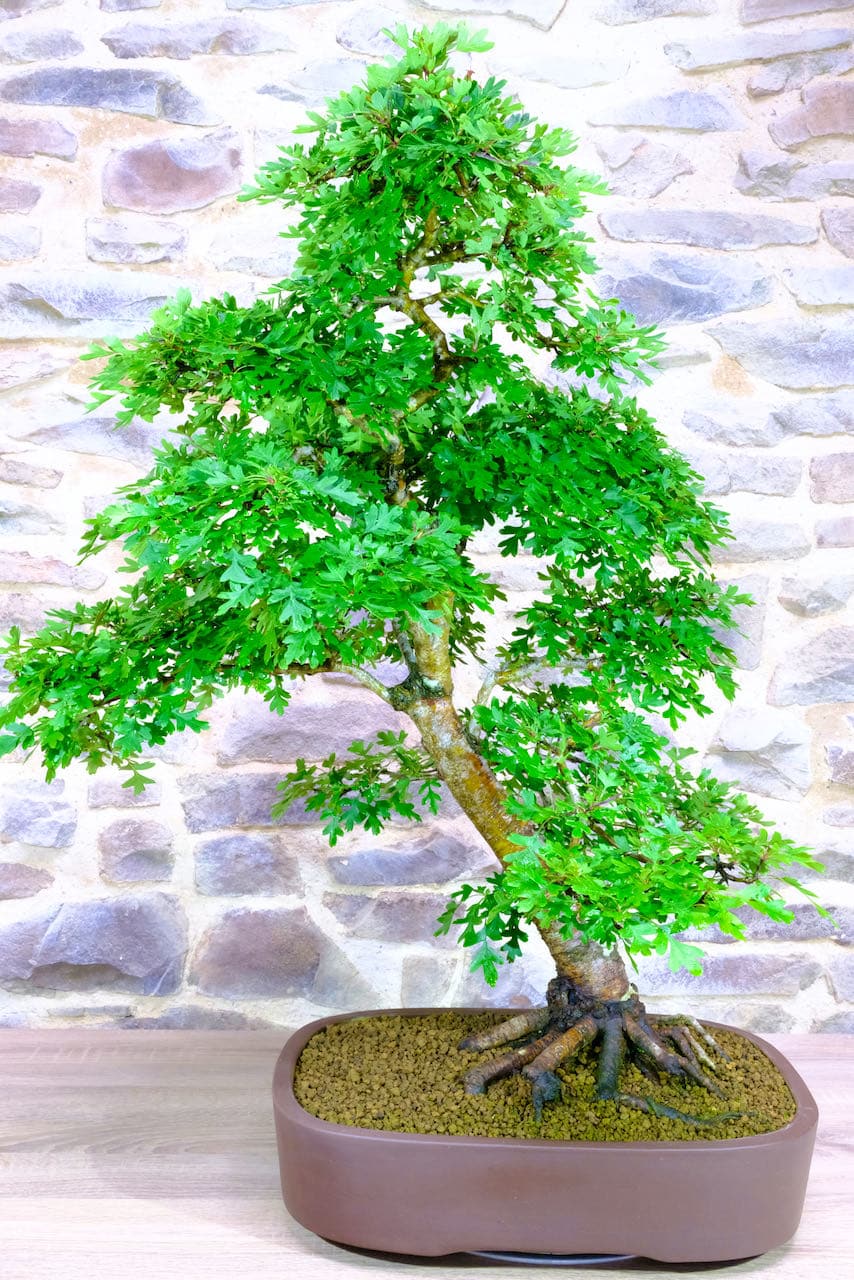 Spectacular root flare