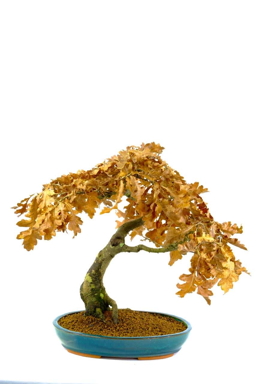 Photographed during winter, lovely russet colours