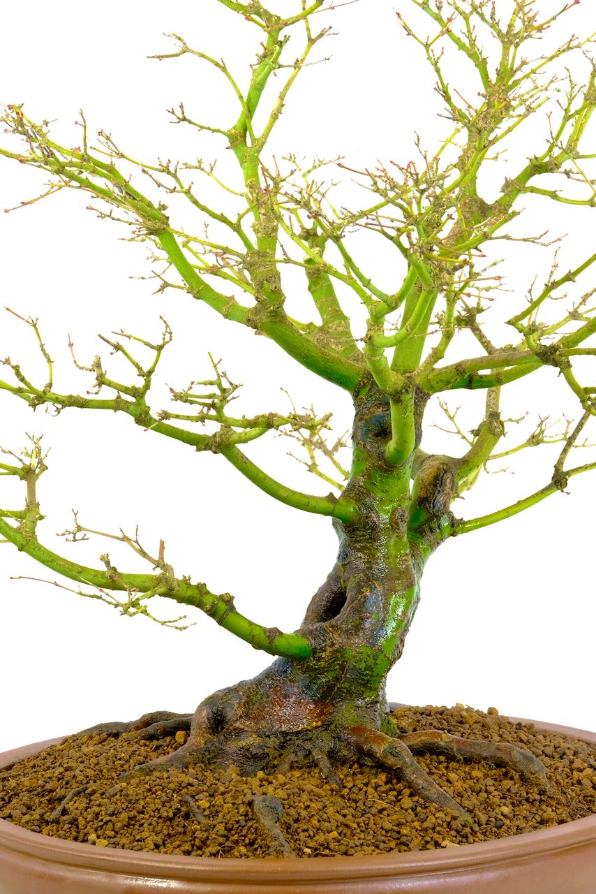 Enchanting trunk features