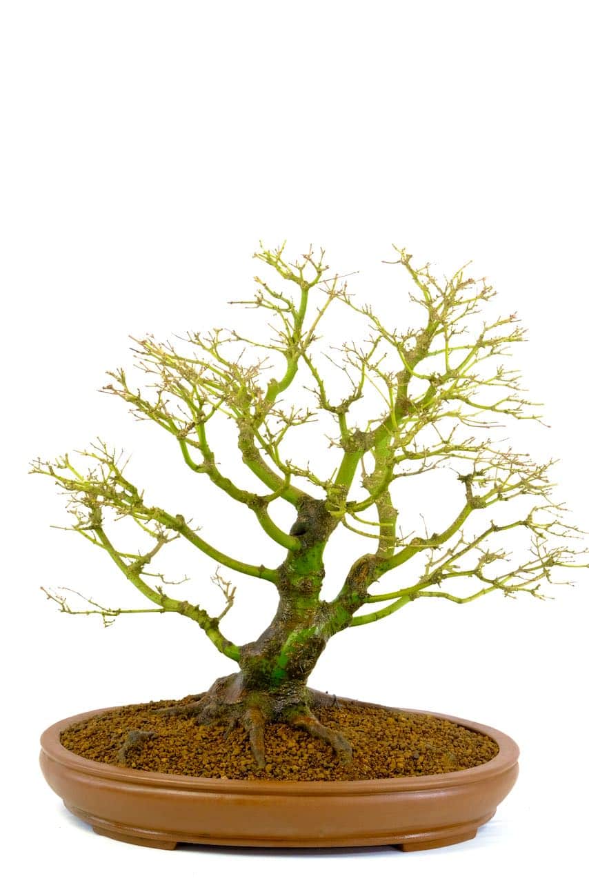 Captivating branch placement with incredible ramification