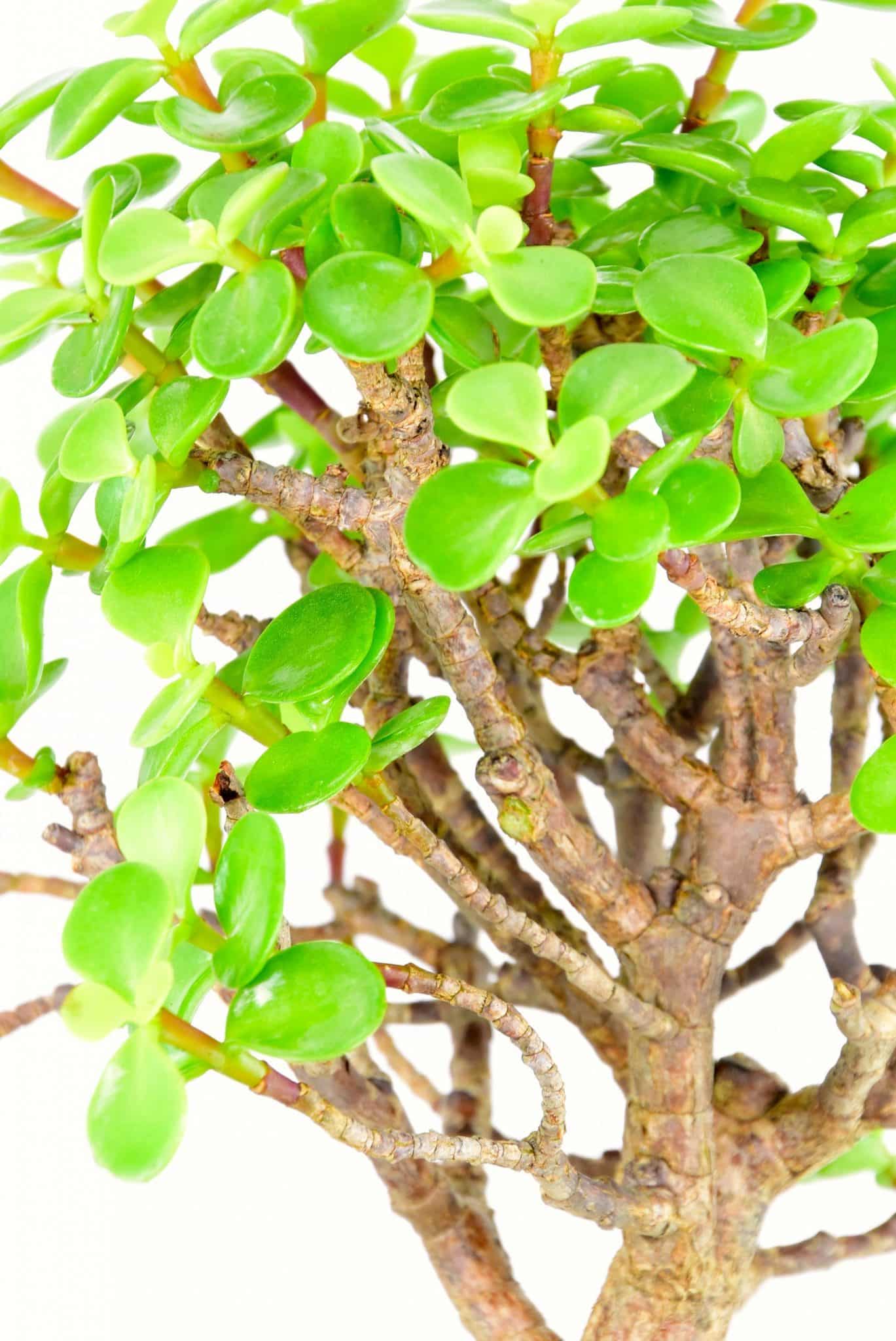 wonderful bonsai from Bonsai Direct