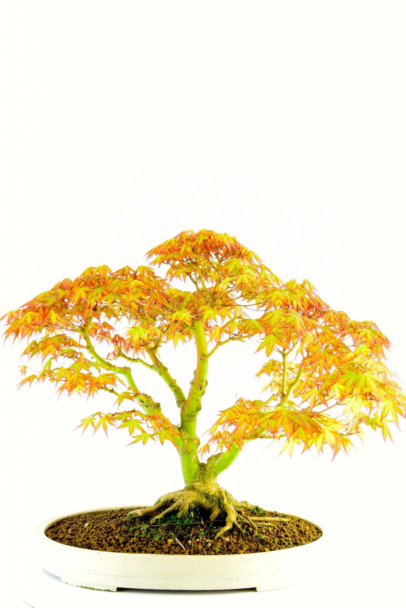 25 year old bonsai for sale