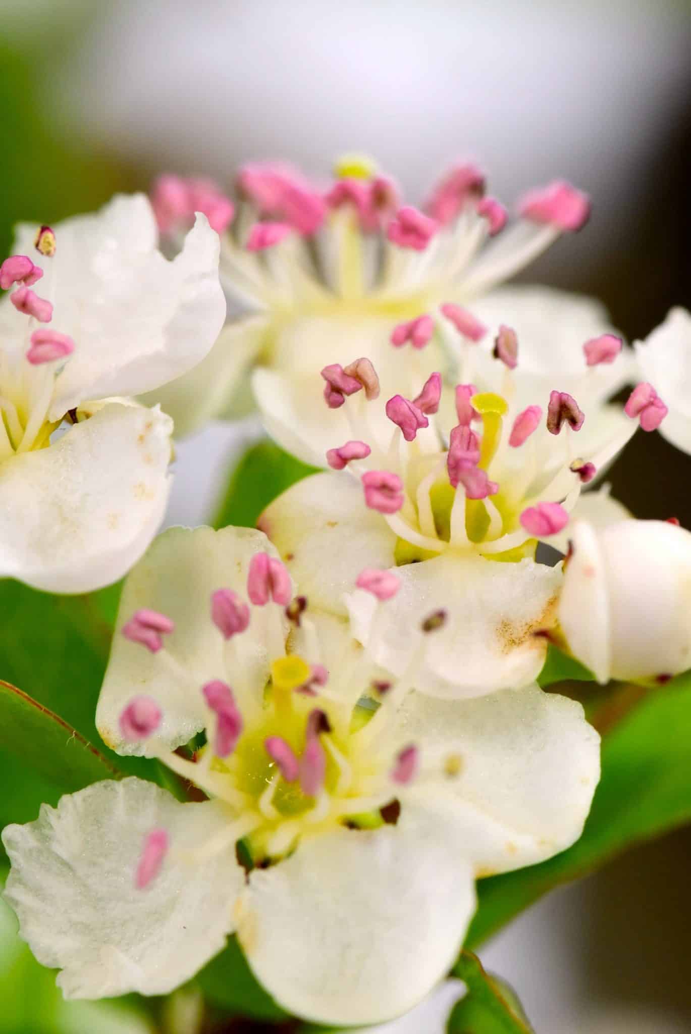 close up of Hawthorn bonsai flowers