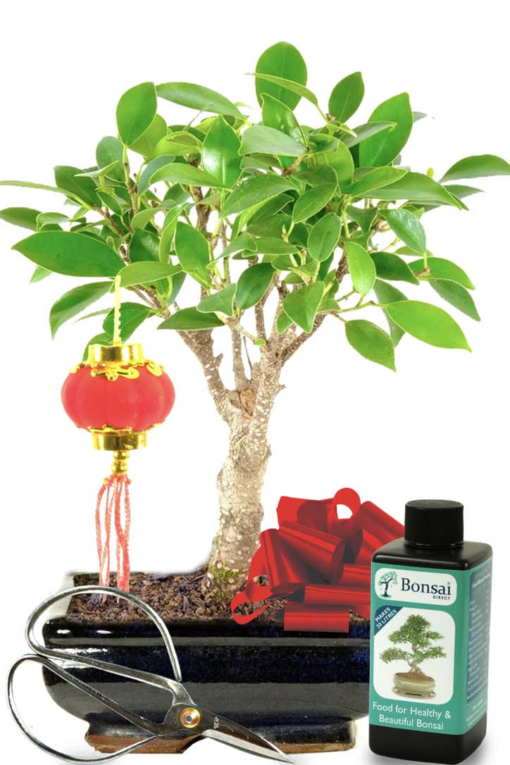 CNY5 Ficus bonsai tree for Chinese New Year Gift