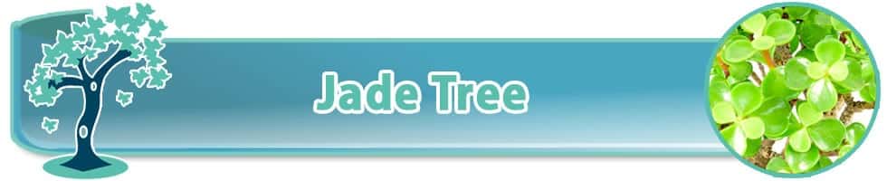 Perfect beginners indoor bonsai for sale