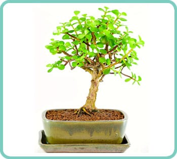 Portulacaria afra/Crassula ovata