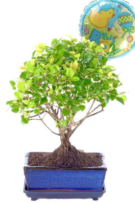 New beginnings baby boy bonsai gift