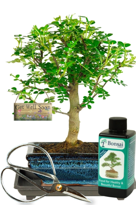 Perfect get well soon gift | Very pretty bonsai kit with FREE delivery