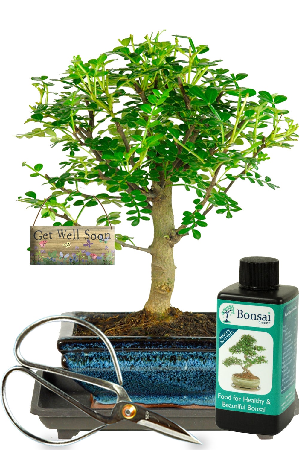 Perfect get well soon gift | Very pretty bonsai kit with FREE delivery