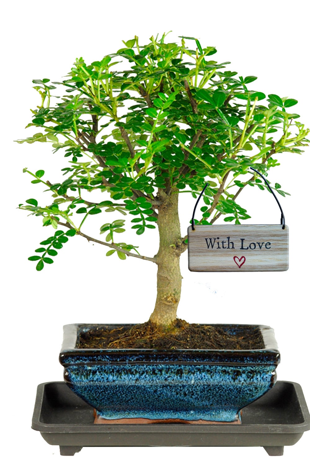 Peace & Harmony bonsai tree gift