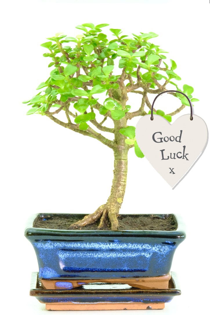 Tree of luck & prosperity
