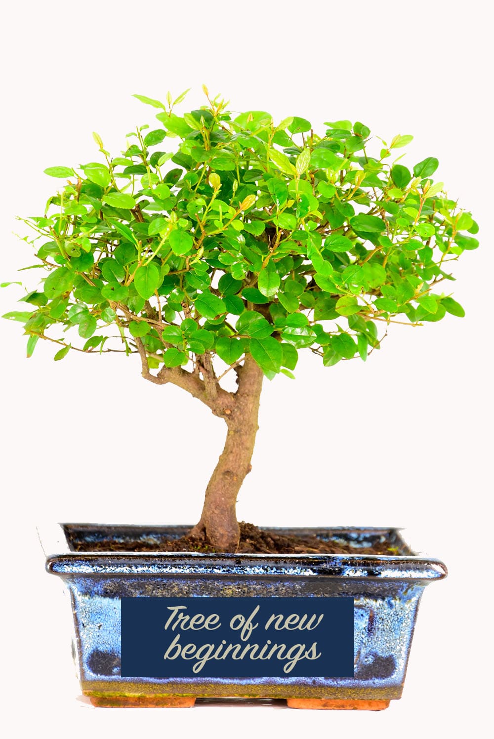 The new which signifies new beginnings